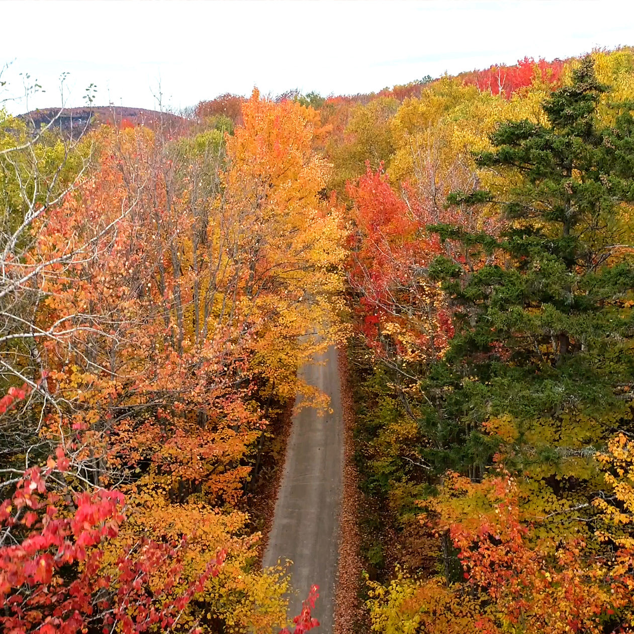 The Ultimate Fall Road Trip Guide: Best Places to Visit This Autumn